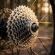 SHIMANO Kassette ALIVIO CS-HG400 9-fach 12-36Z Kassette - 9-fach Abstufung 12-36 Zähne